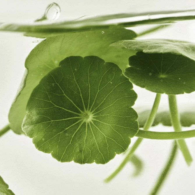 Light On Serum Centella + Vita C, 30 ml